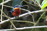 Green-and-rufous Kingfisher